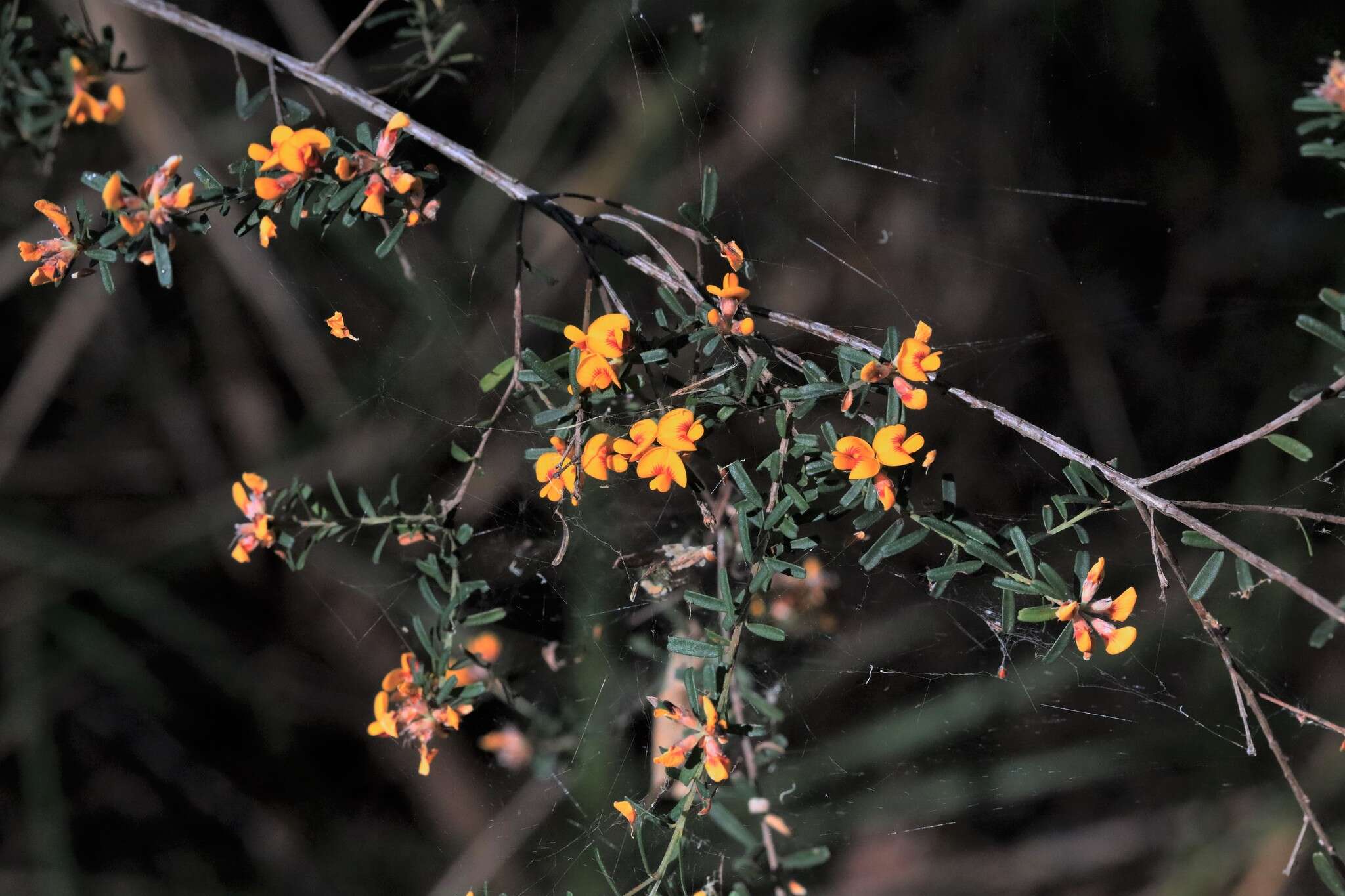 Image of Pultenaea linophylla Schrad. & Wendl.