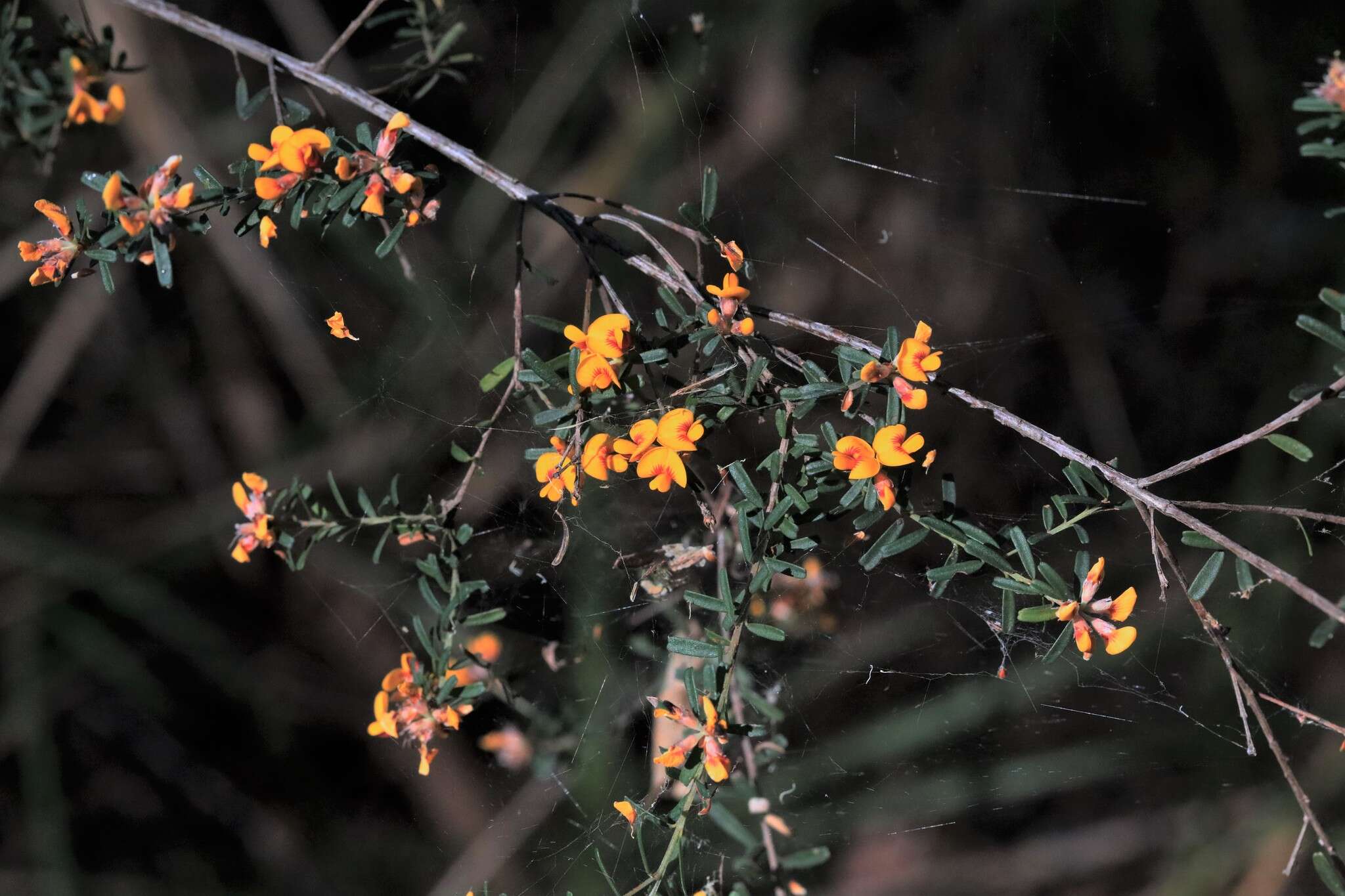 Imagem de Pultenaea linophylla Schrad. & Wendl.