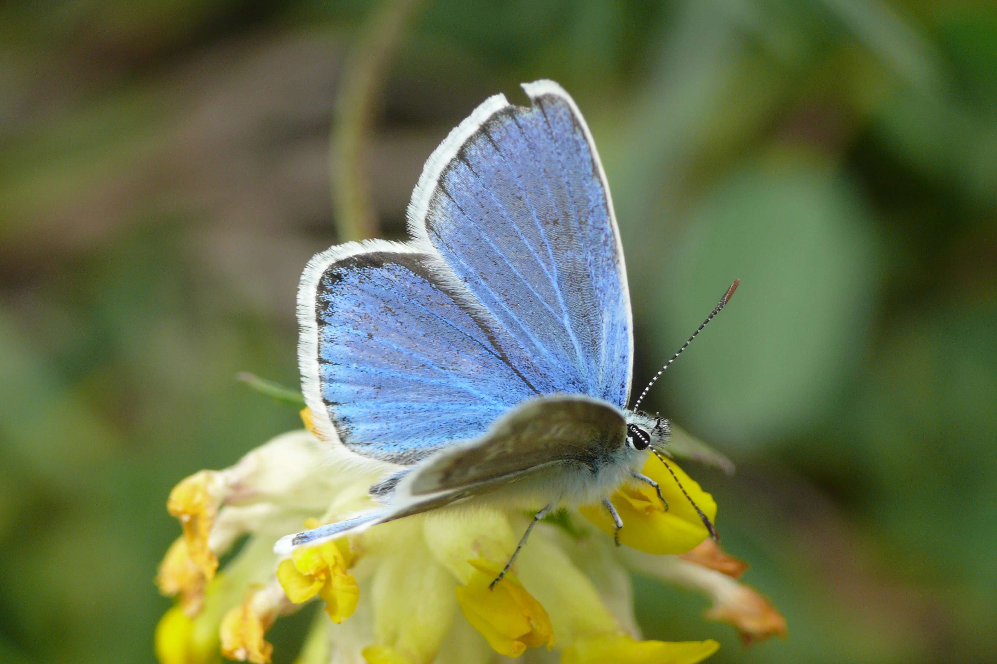 Image of Polyommatus dorylas