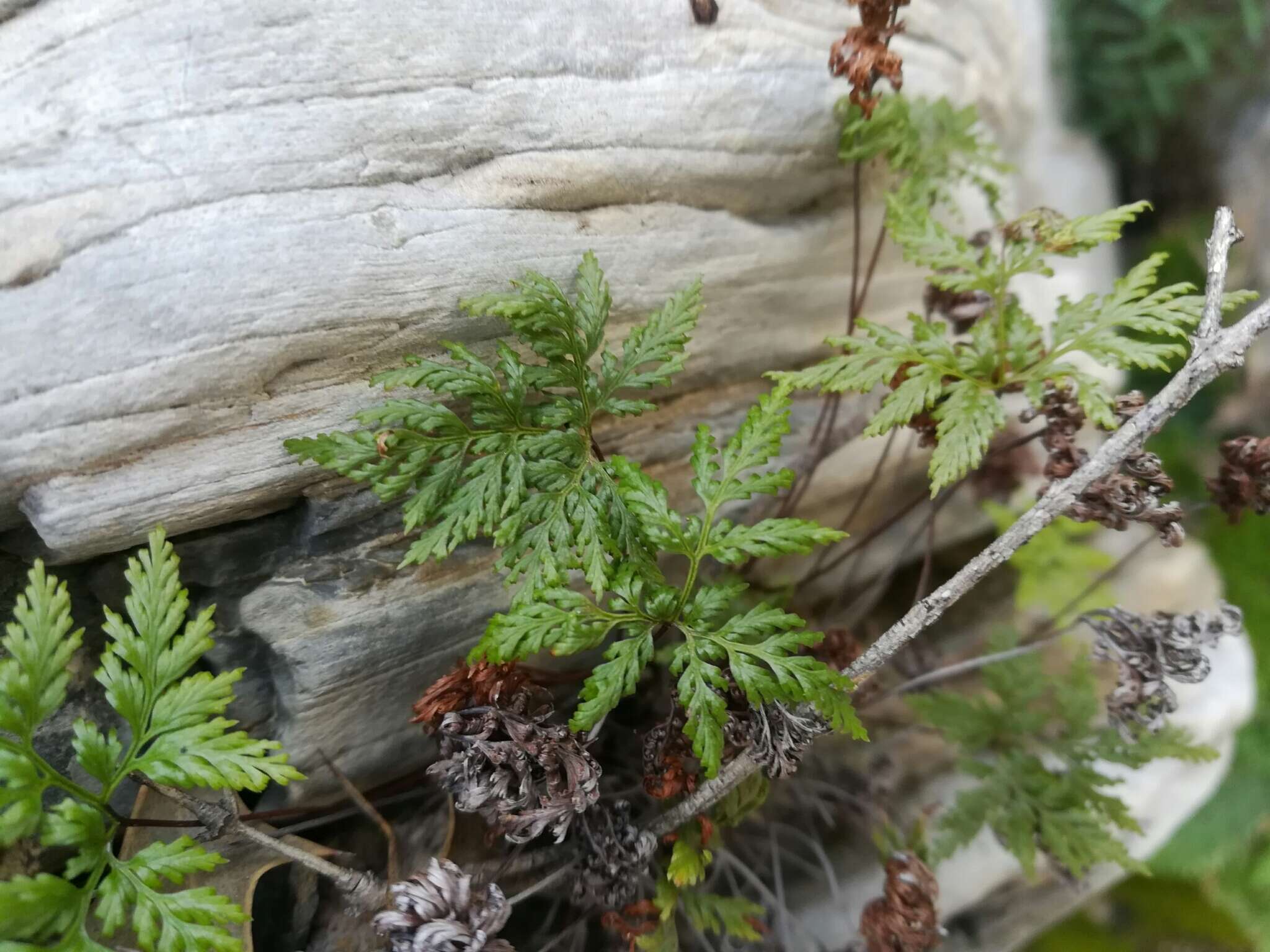 Image of Aspidotis meifolia (D. C. Eat.) Pic. Serm.