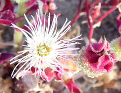 Image of common iceplant