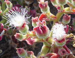 Image of common iceplant