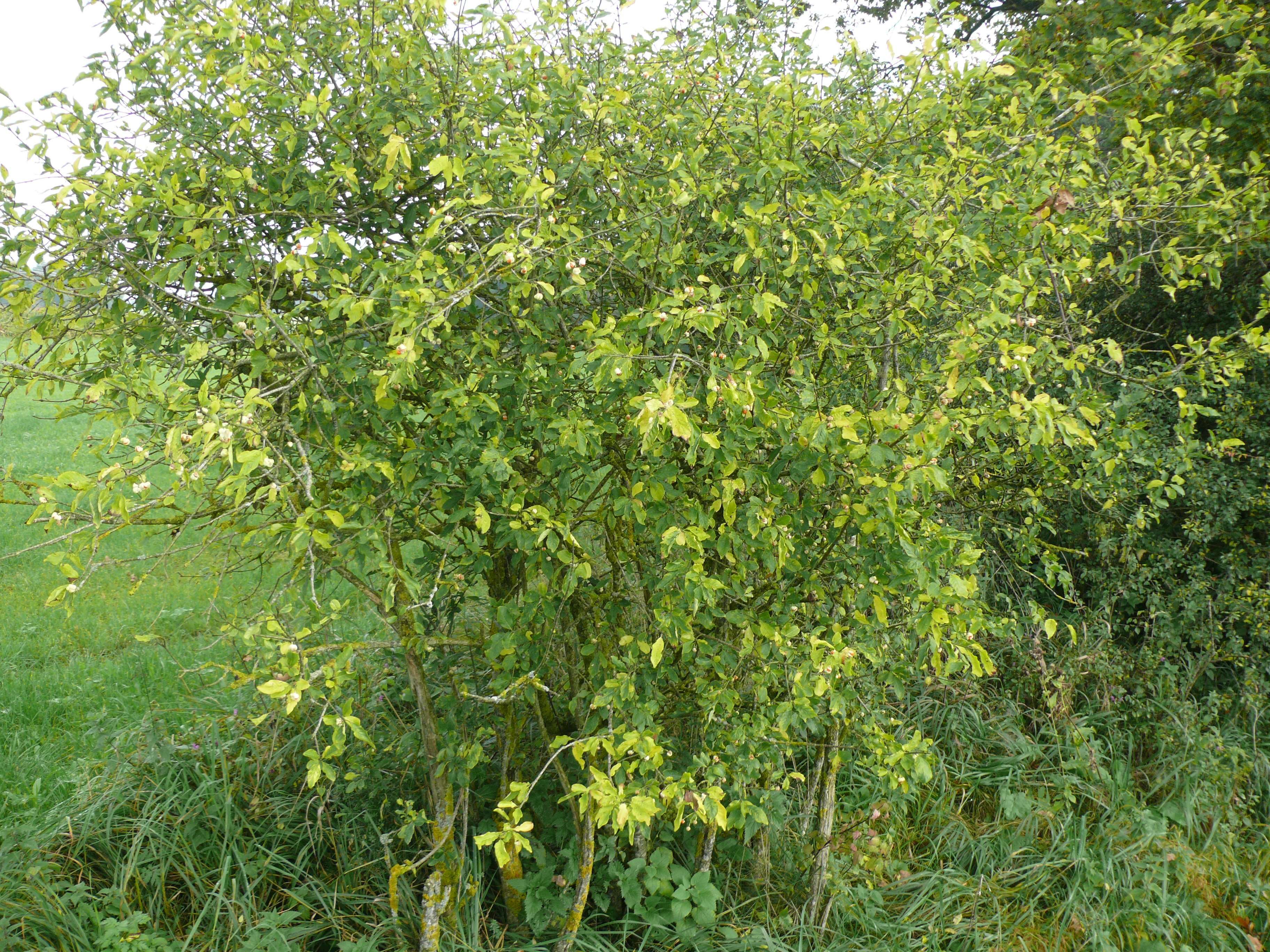 Image of Common spindle tree