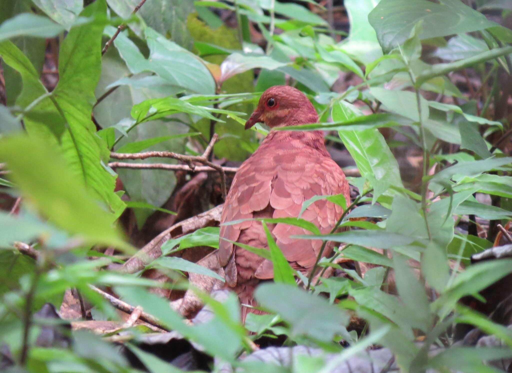 Image of Ruddy Quail-Dove