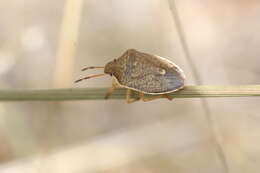 Image of Holcostethus limbolarius (Stål 1872)