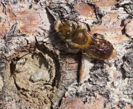 Image of Mason bee