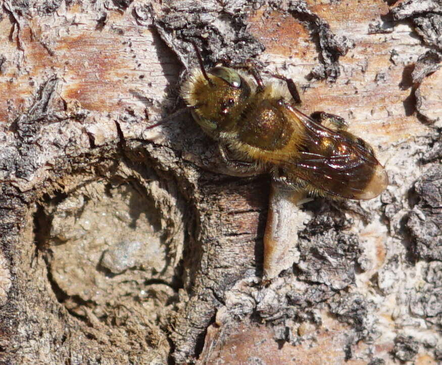 Image of Mason bee