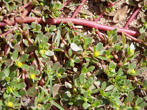 Image of common purslane