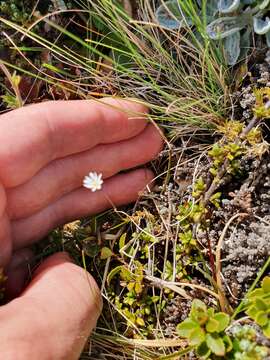 Image of Stellaria gracilenta Hook. fil.