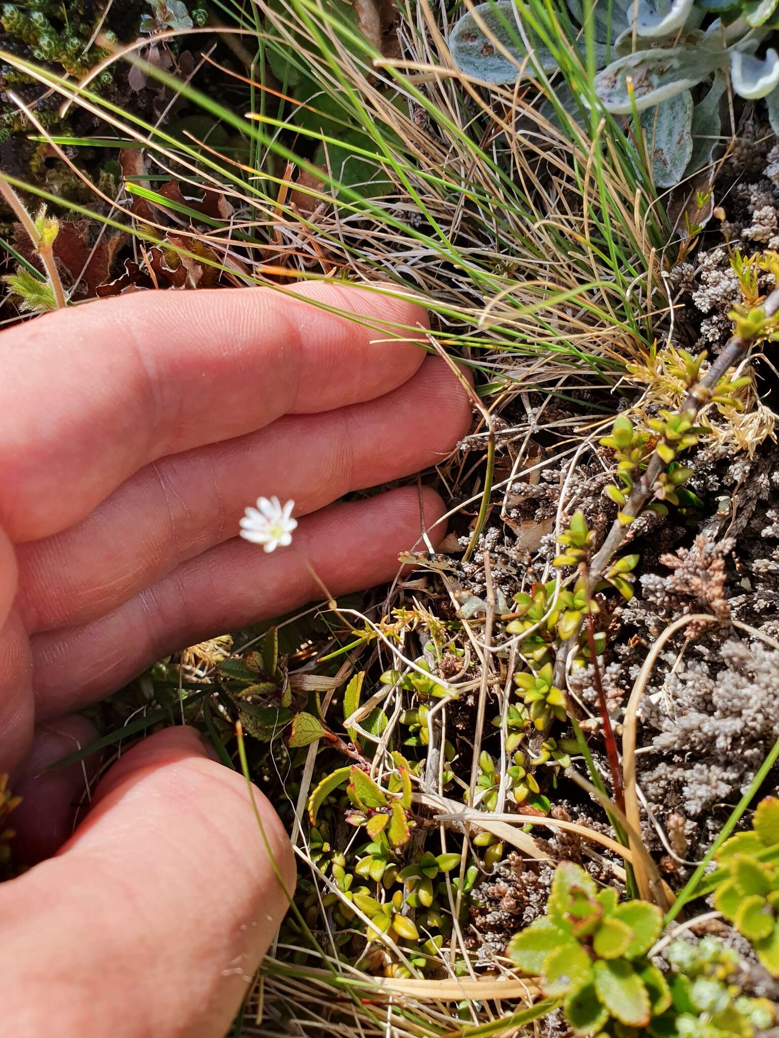 Imagem de Stellaria gracilenta Hook. fil.