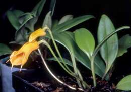 Image of masdevallia