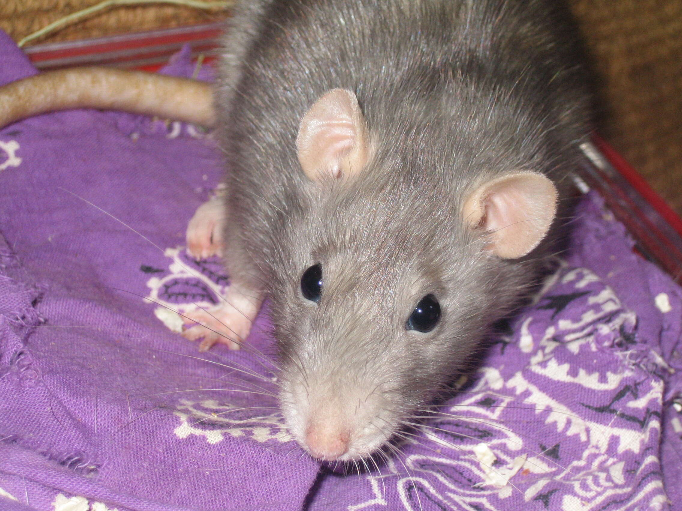 Image of Rattus norvegicus f. domestica