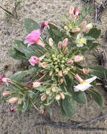 Imagem de Oenothera deltoides subsp. piperi (Munz) W. Klein