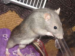 Image de Rattus norvegicus f. domestica