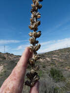 Image of Toumey's century plant