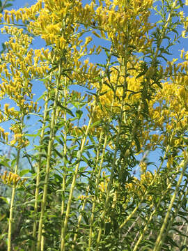 Image of twistleaf goldenrod