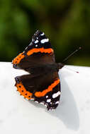 Image of Red Admiral