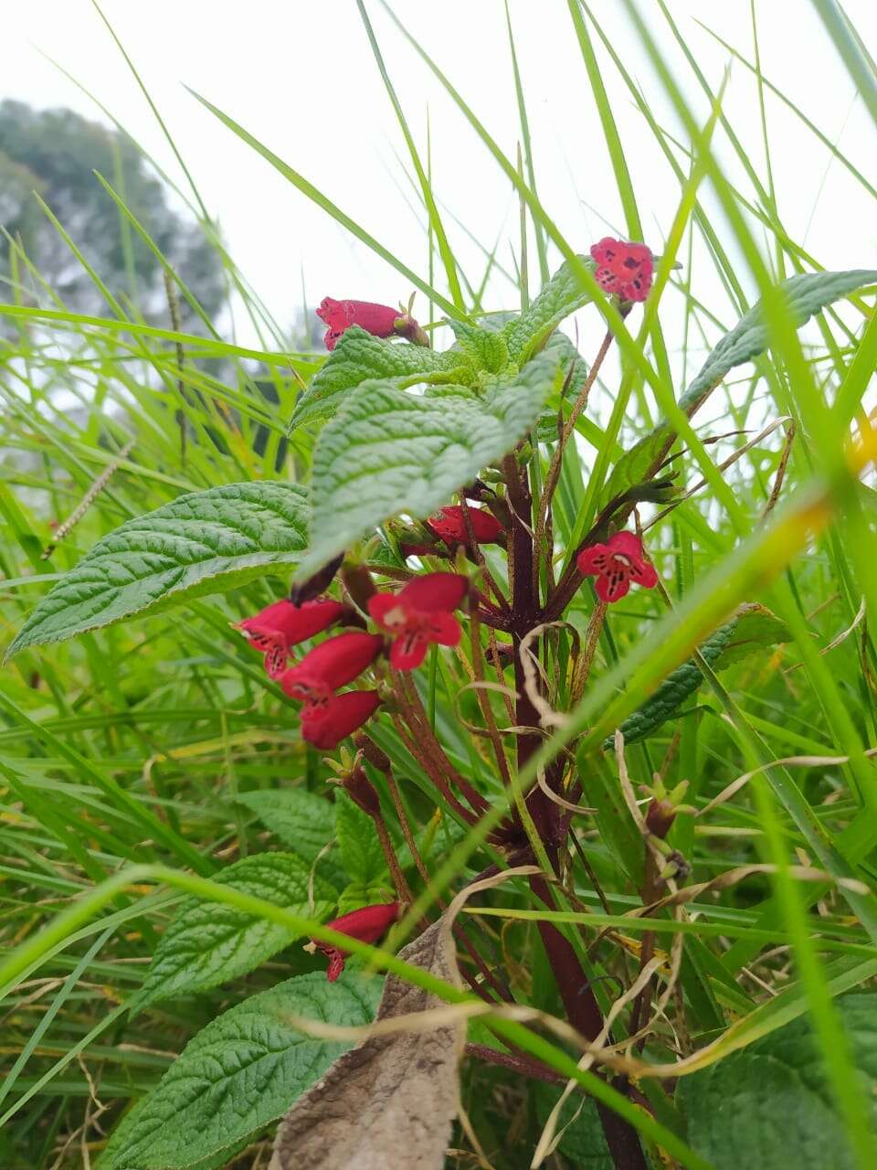 Sivun Kohleria inaequalis var. ocellata (Hook.) L. P. Kvist & L. E. Skog kuva