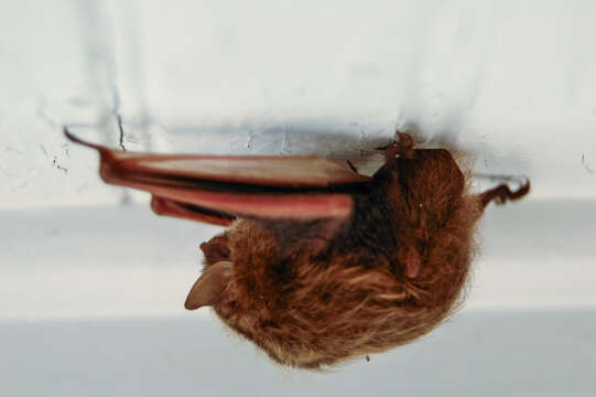 Image of Eastern Pipistrelle