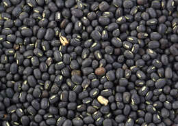 Image of black gram