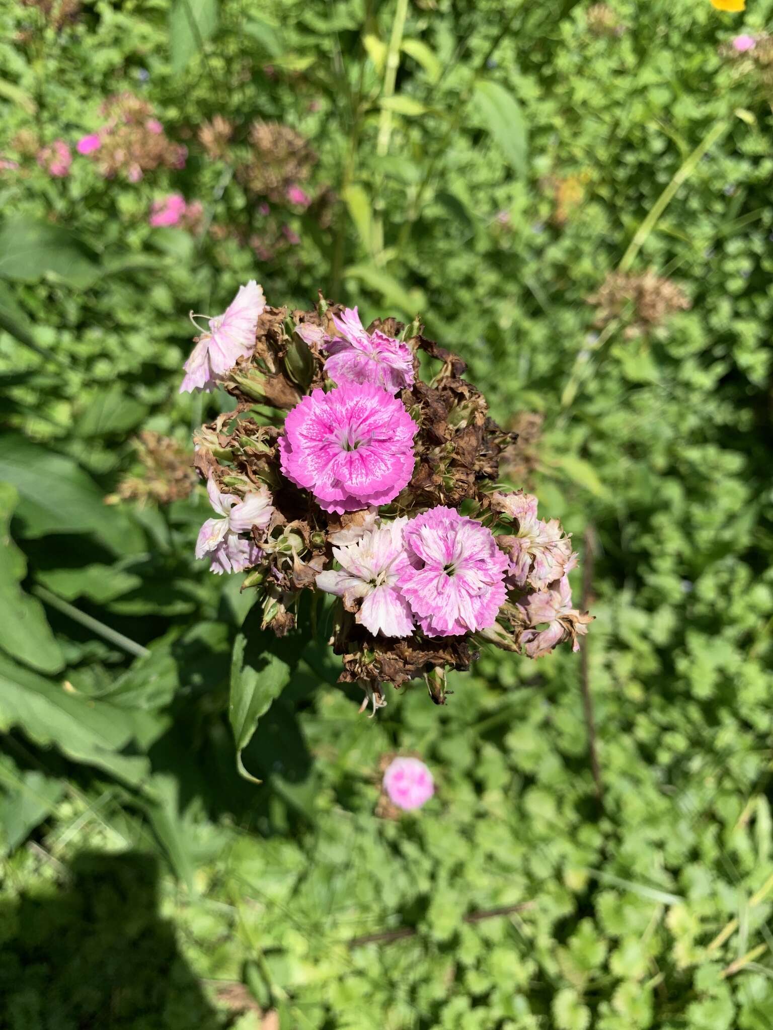 صورة Dianthus barbatus L.