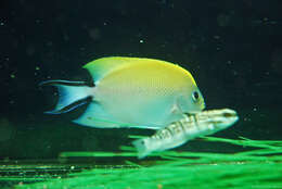 Image of Black-spot Angelfish