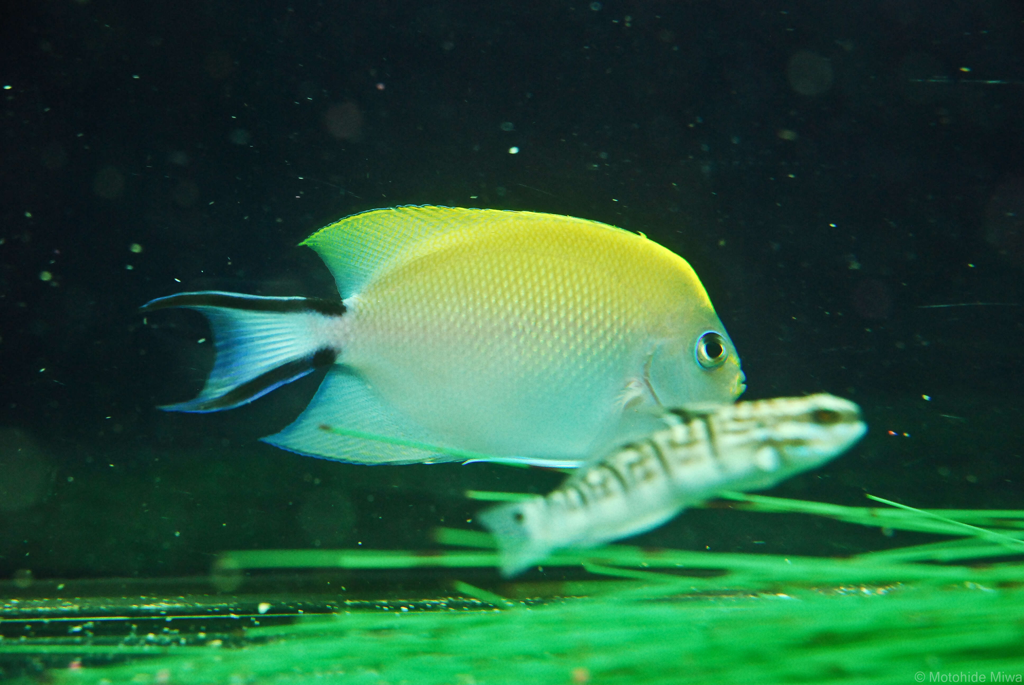 Image of Black-spot Angelfish