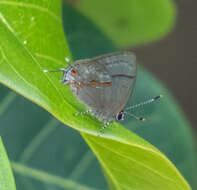 Image of <i>Aubergina hesychia</i>