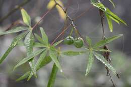 Слика од Manihot rhomboidea subsp. microcarpa (Müll. Arg.) D. J. Rogers & Appan