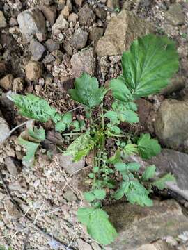 Image of Geum japonicum var. chinense F. Bolle