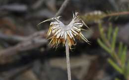 Image of Coronidium oxylepis (F. Müll.) Paul G. Wilson