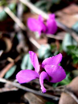 Image of Cyclamen coum Miller