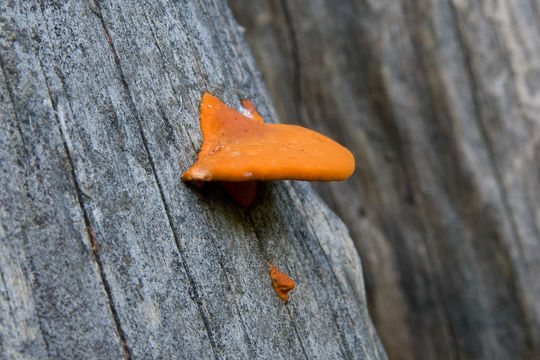 Image of <i>Pycnoporus coccineus</i>