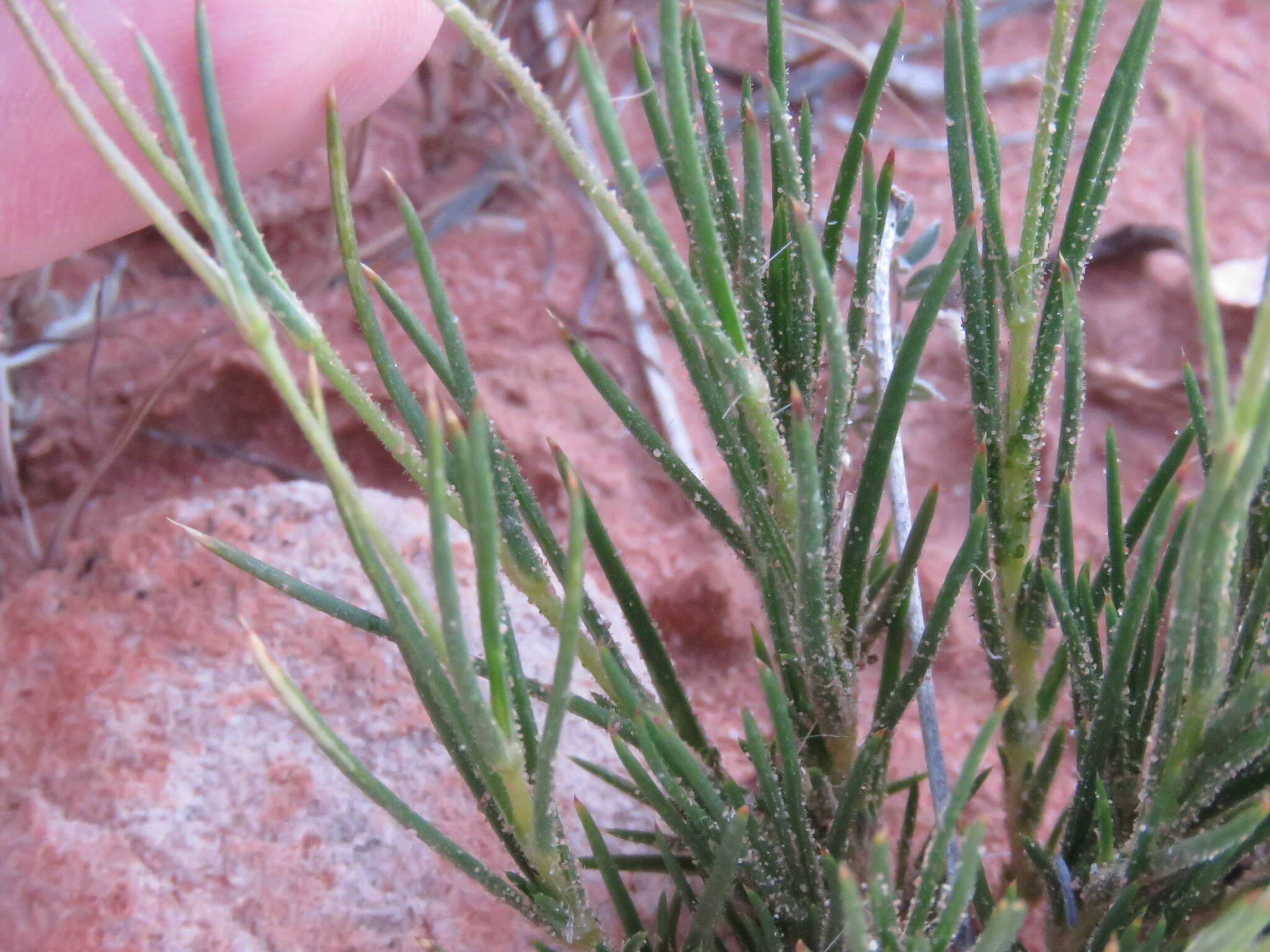 Image of Mojave Sandwort