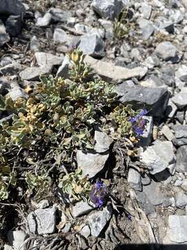 Plancia ëd Salvia dorrii var. clokeyi Strachan