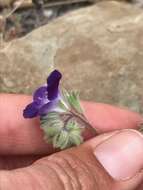 Phacelia davidsonii A. Gray resmi