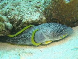 Image of Coral toadfish