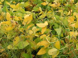 Image of soybean