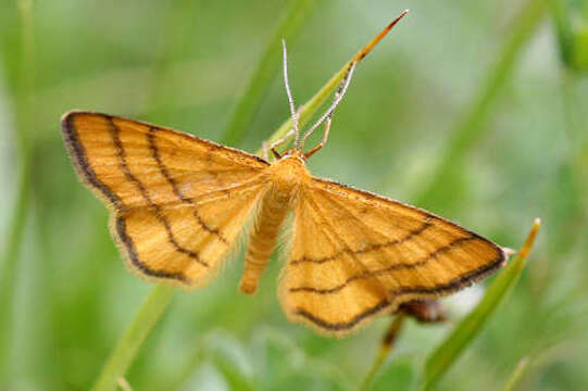 صورة Idaea aureolaria Schiffermüller 1775