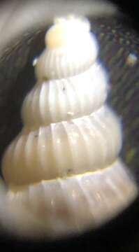 Image of <i>Gyroscala rupicola</i>