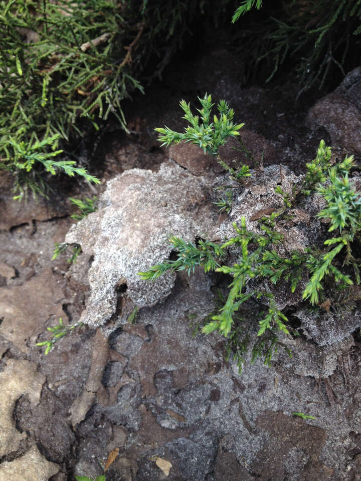 Image of Dog vomit slime mold