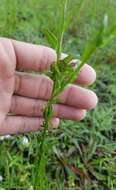 Sivun Oenothera simulans (Small) W. L. Wagner & Hoch kuva