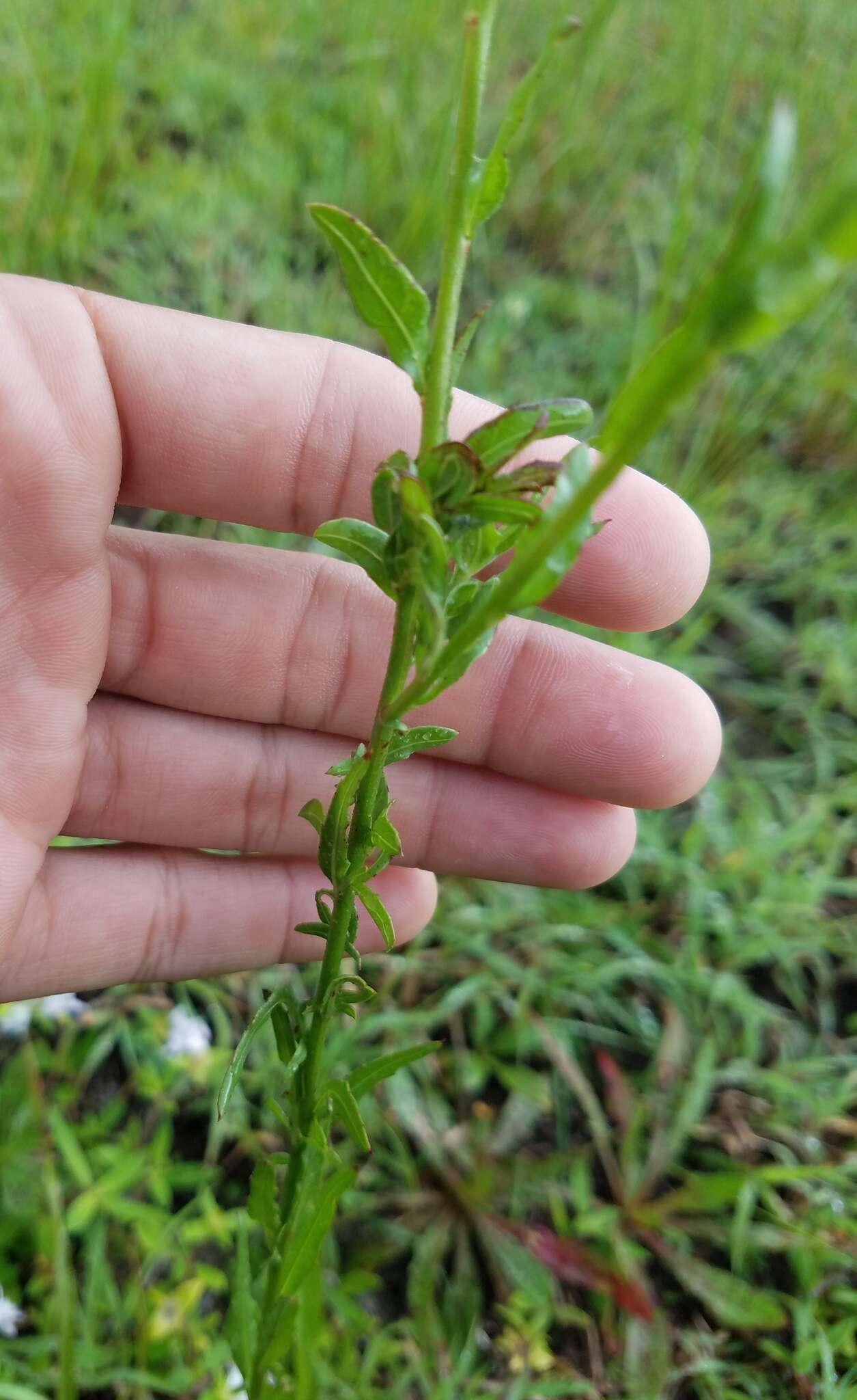 Sivun Oenothera simulans (Small) W. L. Wagner & Hoch kuva