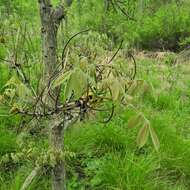 Image of shellbark hickory