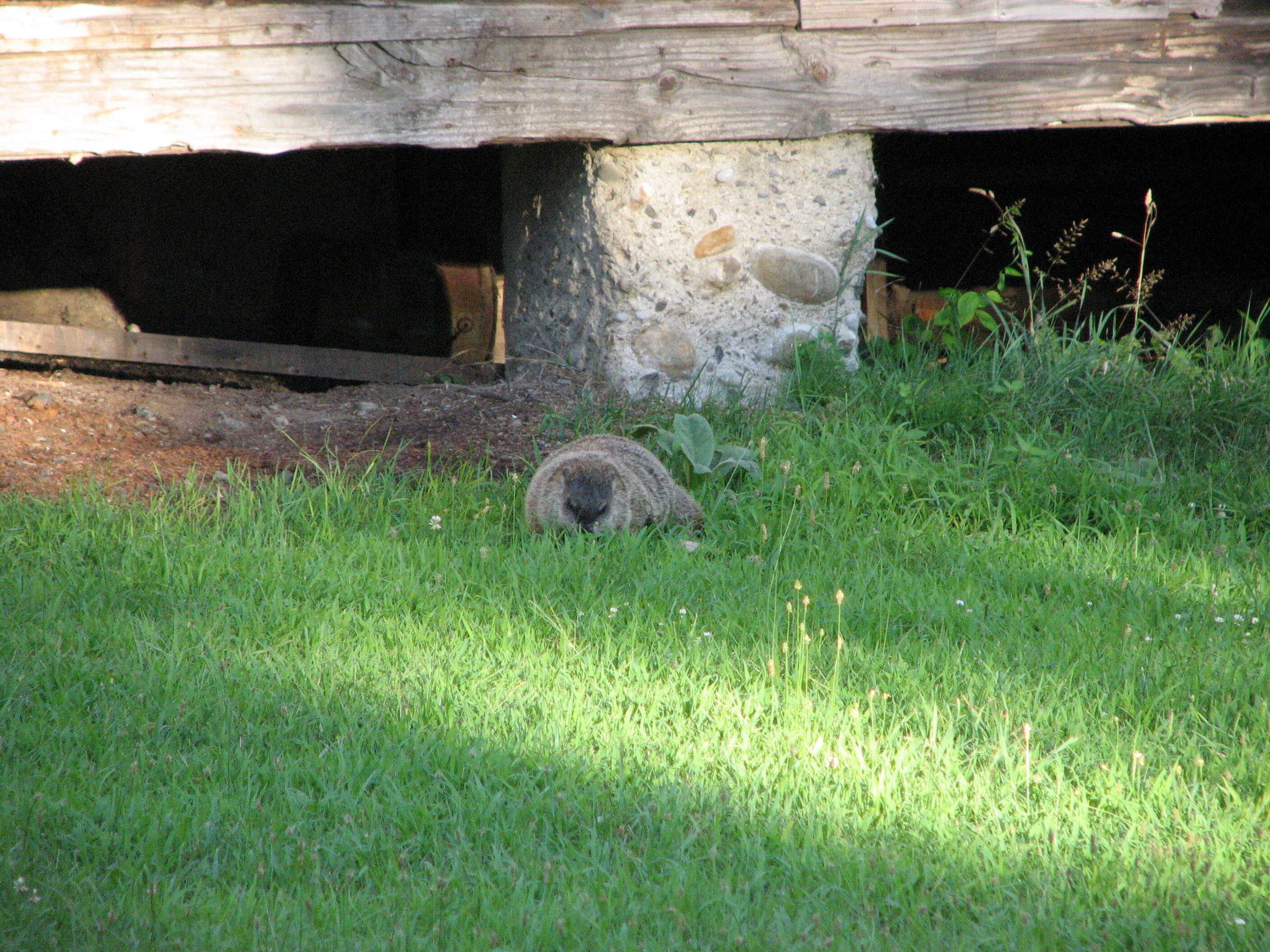 Sivun Marmota subgen. Marmota Blumenbach 1779 kuva