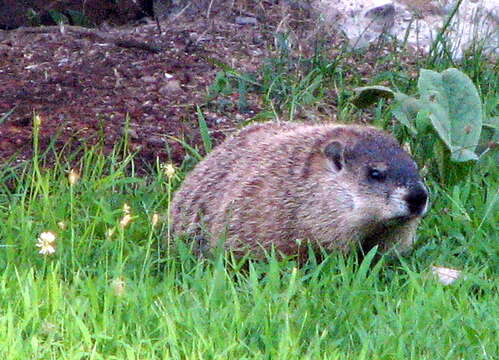 Image of Marmota subgen. Marmota Blumenbach 1779