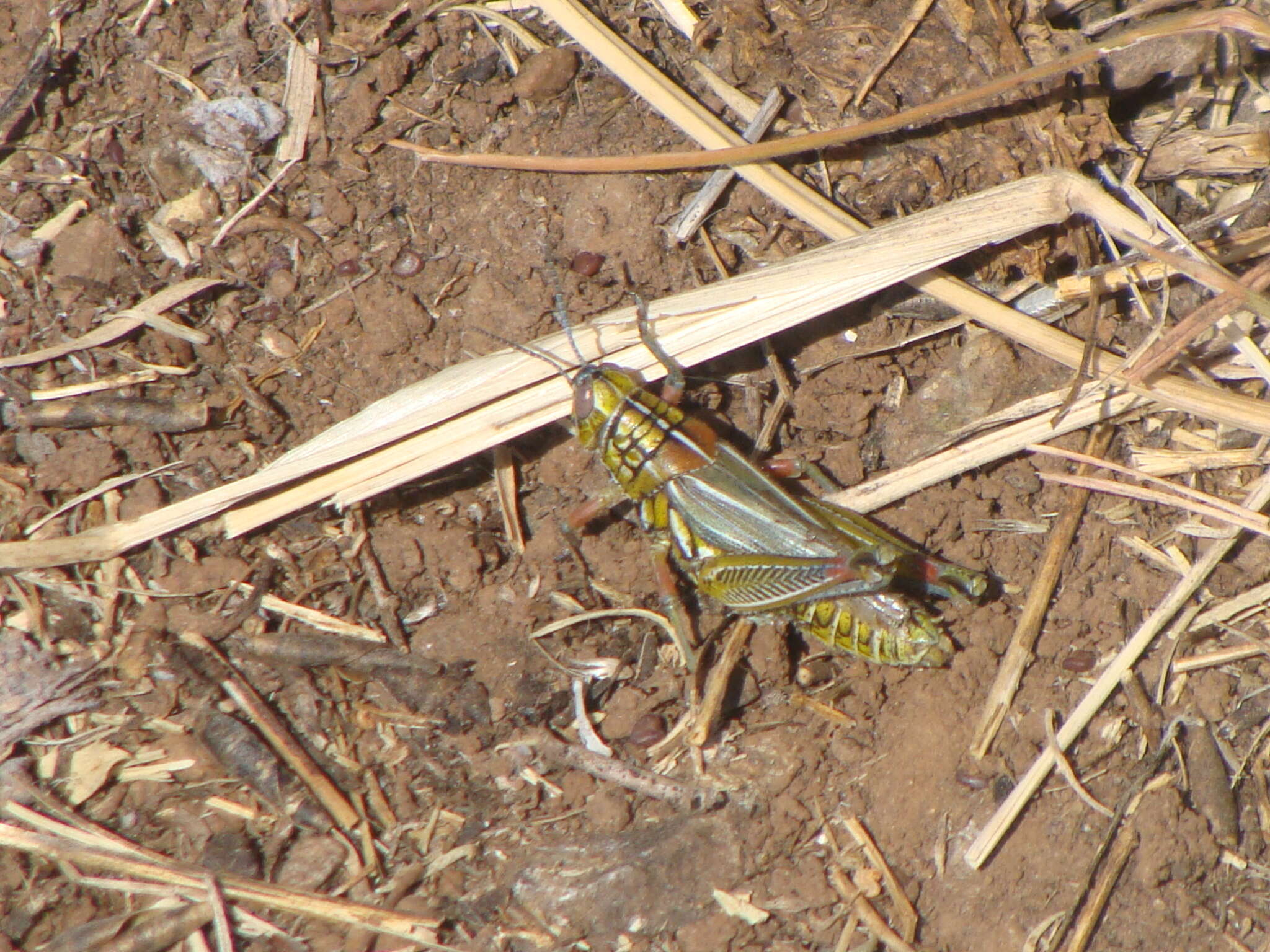 Image of Hesperotettix viridis viridis (Thomas & C. 1872)