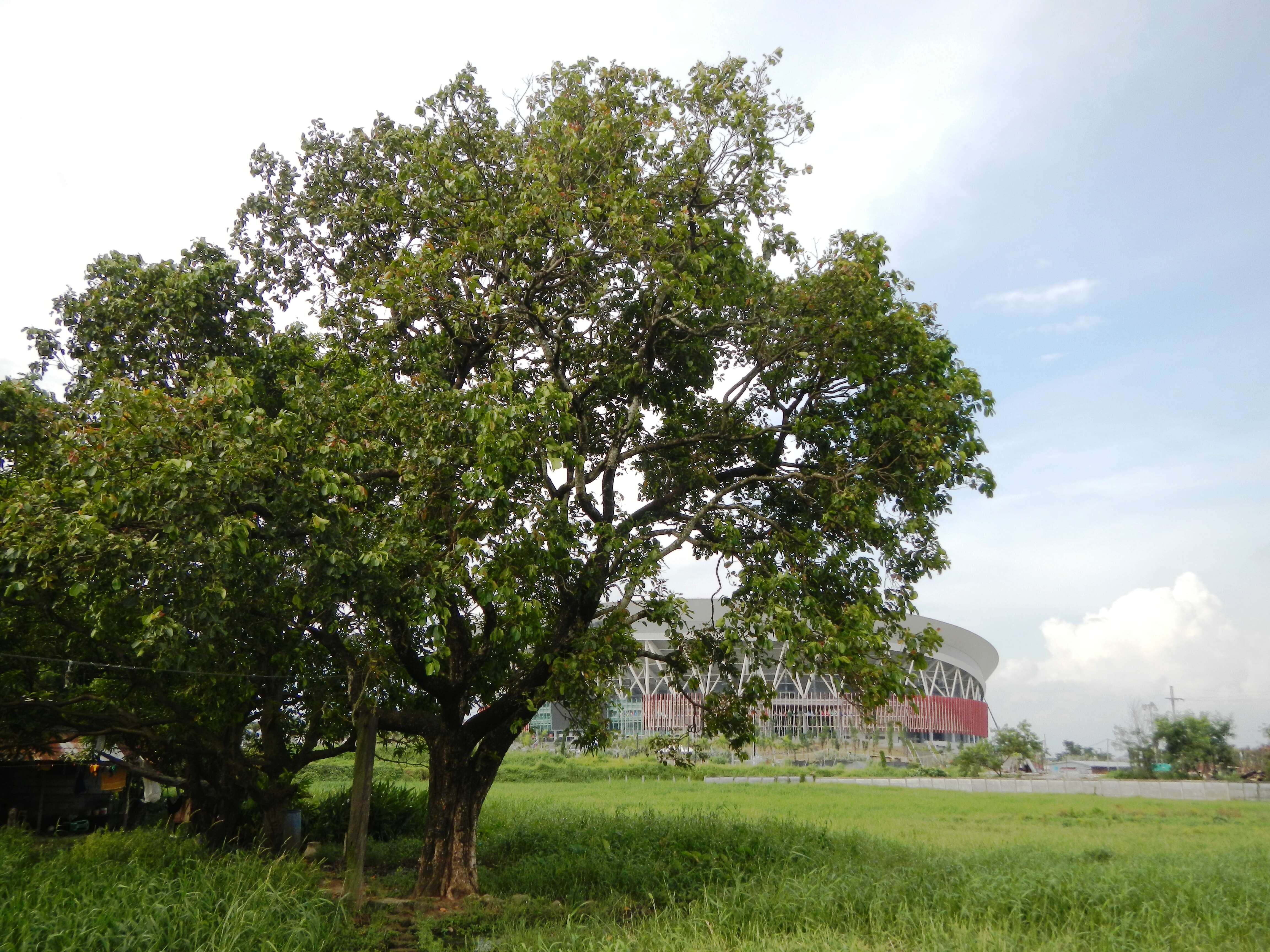 Image of Java plum