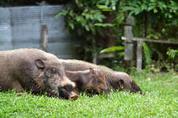 Image of Bearded Pig