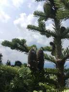 Image of balsam fir